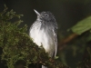 spot-crowned-antvireo