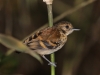 spotted-antbird-female