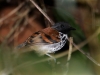spotted-antbird-male