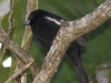 white-lined-tanager