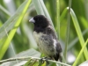 yellow-bellied-seedeater