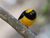 yellow-crowned-euphonia