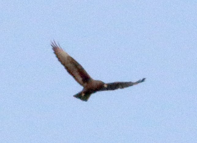 Quiz: Identify Raptors in Flight