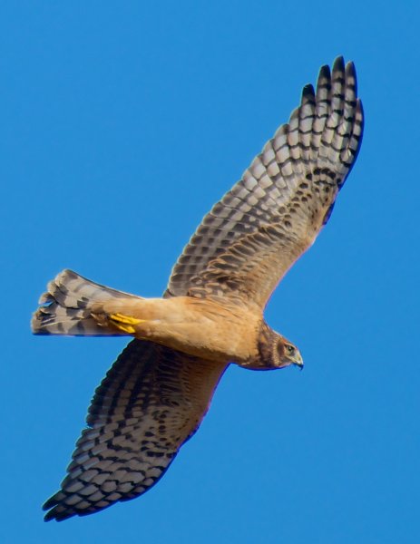 Quiz: Identify Raptors in Flight