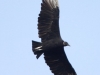Black vulture soaring