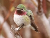 110-broad-tailed-hummingbird
