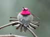 annas-hummingbird2