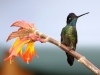 magnificent-hummingbird3