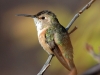 rufous-hummingbird