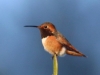 Allen's Hummingbird7