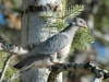 Band-tailed pigeon