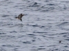 Cassin's Auklets4