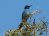 Mountain bluebird2