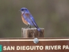 Western Bluebird and sign