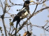 Yellow-billed Magpie2