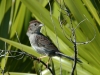 bachmans-sparrow