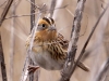 lecontes-sparrow