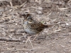 lincolns-sparrow3