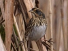 saltmarsh-sparrow1