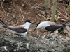 Bridled Terns