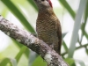 Golden-olive Woodpecker female