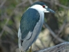 black-crowned-night-heron2