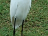 snowy-egret2