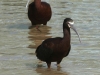 white-faced-ibis2