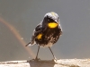 022-audubons-yellow-rumped-warbler