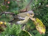 Cape May Warbler3