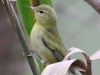 Tennessee-Warbler-fall