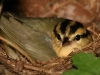 Worm-eating Warbler in nest