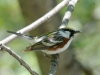 chestnut-sided-warbler