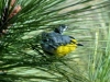 graces-warbler-male