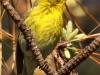 pine-warbler2