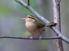worm-eating-warbler-singing
