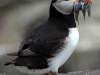 atlantic-puffin-with-fish6