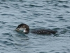 common-loon-and-crab