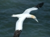 northern-gannet-soaring2