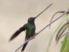 041-sword-billed-hummingbird