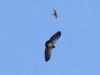 057-black-chested-buzzard-eagle