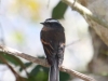 059-rufous-breasted-chat-tyrant