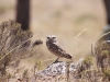 061-burrowing-owl