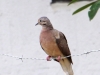 079-eared-dove