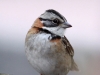 085-rufous-collared-sparrow