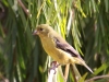 086-lesser-goldfinch-female
