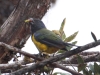 103-black-chinned-mountain-tanager