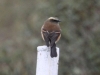 Brown-backed chat-tyrant