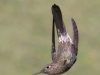 Giant-Hummingbird-acrobatics