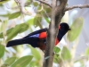 Scarlet-bellied-Mountain-tanager2